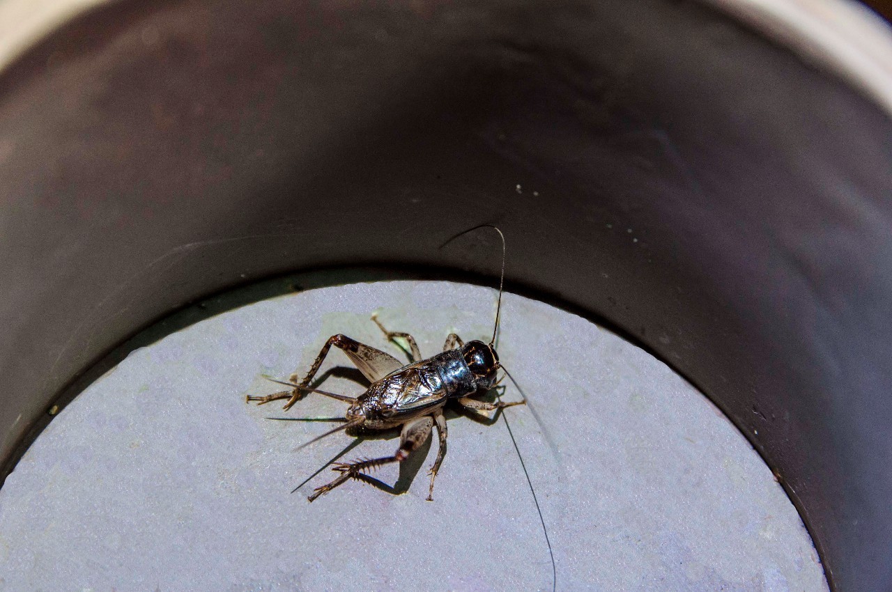 扁头蟋蟀图片图片
