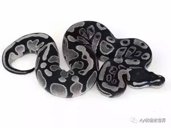 Enchi Leopard Desert Ghost Het Clown Ball Python by Bradford Cole