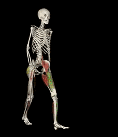 股四头肌近端固定可以使大腿在髋关节处屈,远端固定可以使大腿伸在膝
