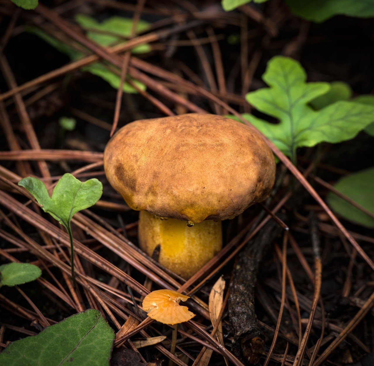 米易野生菌美食节来啦眼花缭乱的野生菌吃法看看就心动