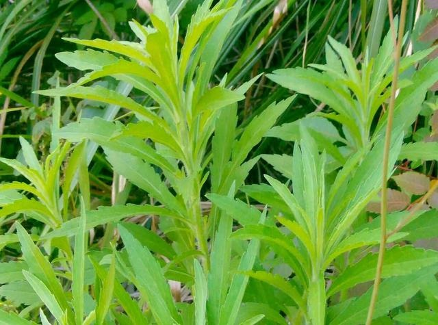 治癣的野生草药图片图片