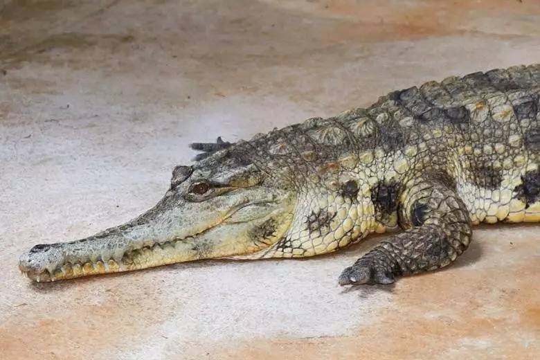 【附录一·非洲长吻鳄】杀肉吃的非洲第二大鳄鱼
