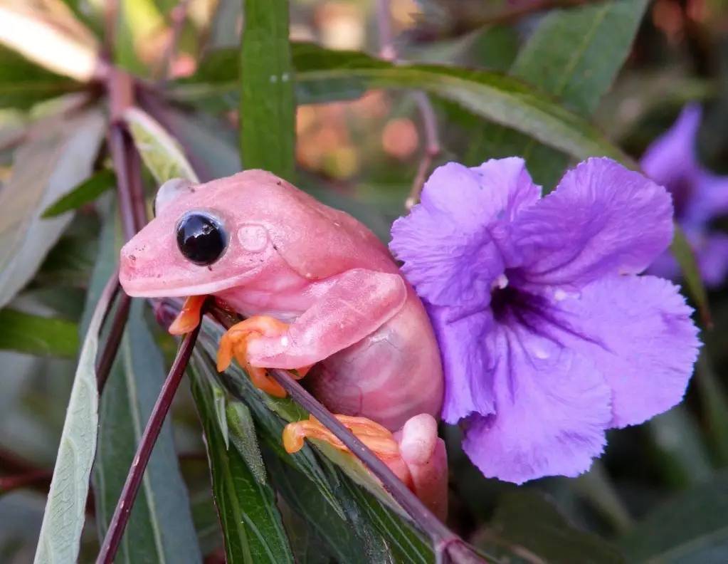 粉色树蛙图片