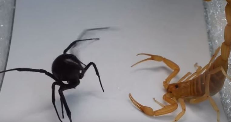 鞭蝎大战蜘蛛图片