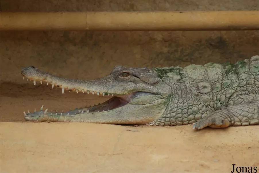 【附录一·非洲长吻鳄】杀肉吃的非洲第二大鳄鱼