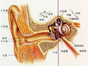 包含擅长：在先天性或后天性畸形的临床整复、组织移植、器官再造、美容外科等领域有较深的造诣。一直在用的黄牛挂号，推荐大家收藏备用的词条