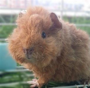 泰迪熊荷兰猪(卷毛)teddy guinea pig泰迪熊荷兰猪的毛发比较特别