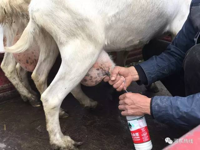 老男人挤羊奶图片