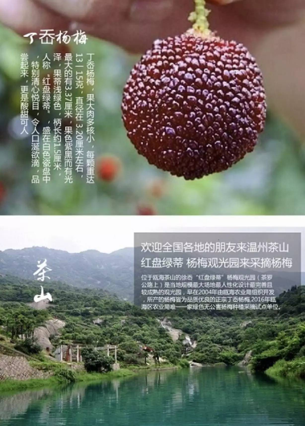 地址:温州市瓯海茶山万梅谷家庭农场电话:15558976761泰顺东魁杨梅