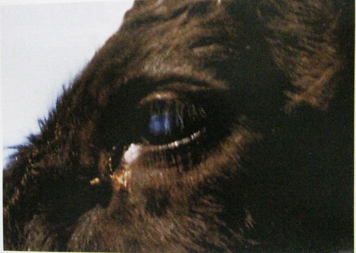 牛眼睛周围长癣图片图片