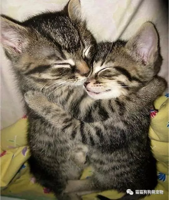 两只猫咪拥抱图片可爱图片