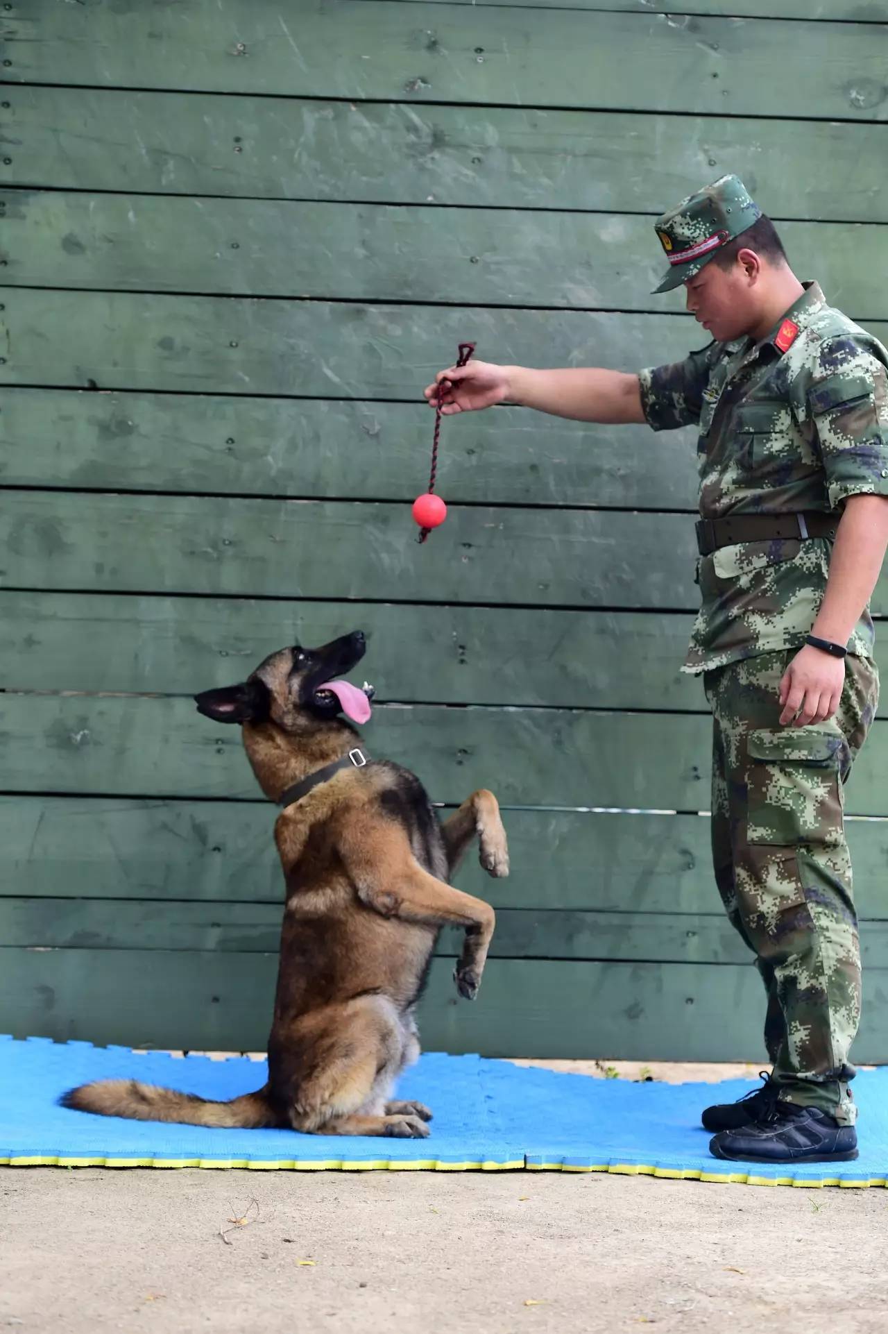 如何征服一隻警犬(訓練狗狗的必殺技)