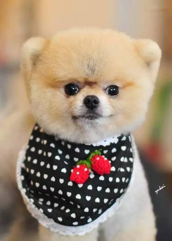 博美可以说是狗界中最可爱的类型,网红俊介君就是一只小博美