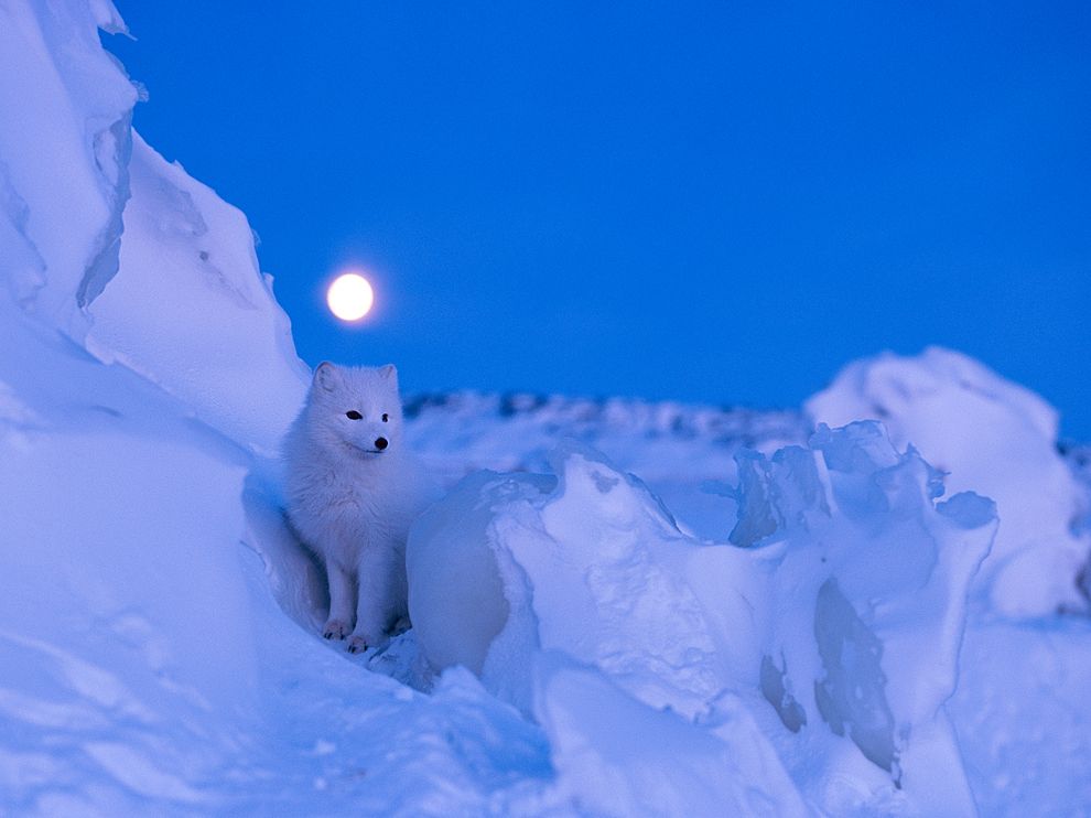 北极狐夏天时的照片图片