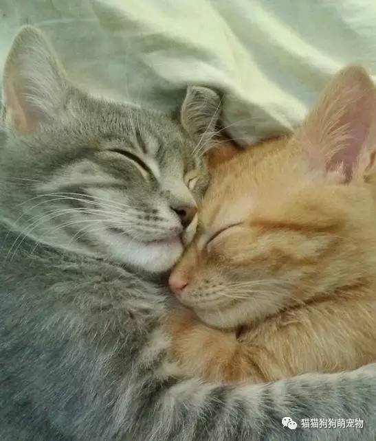 19个拥抱在一起的猫咪,满满的全是爱