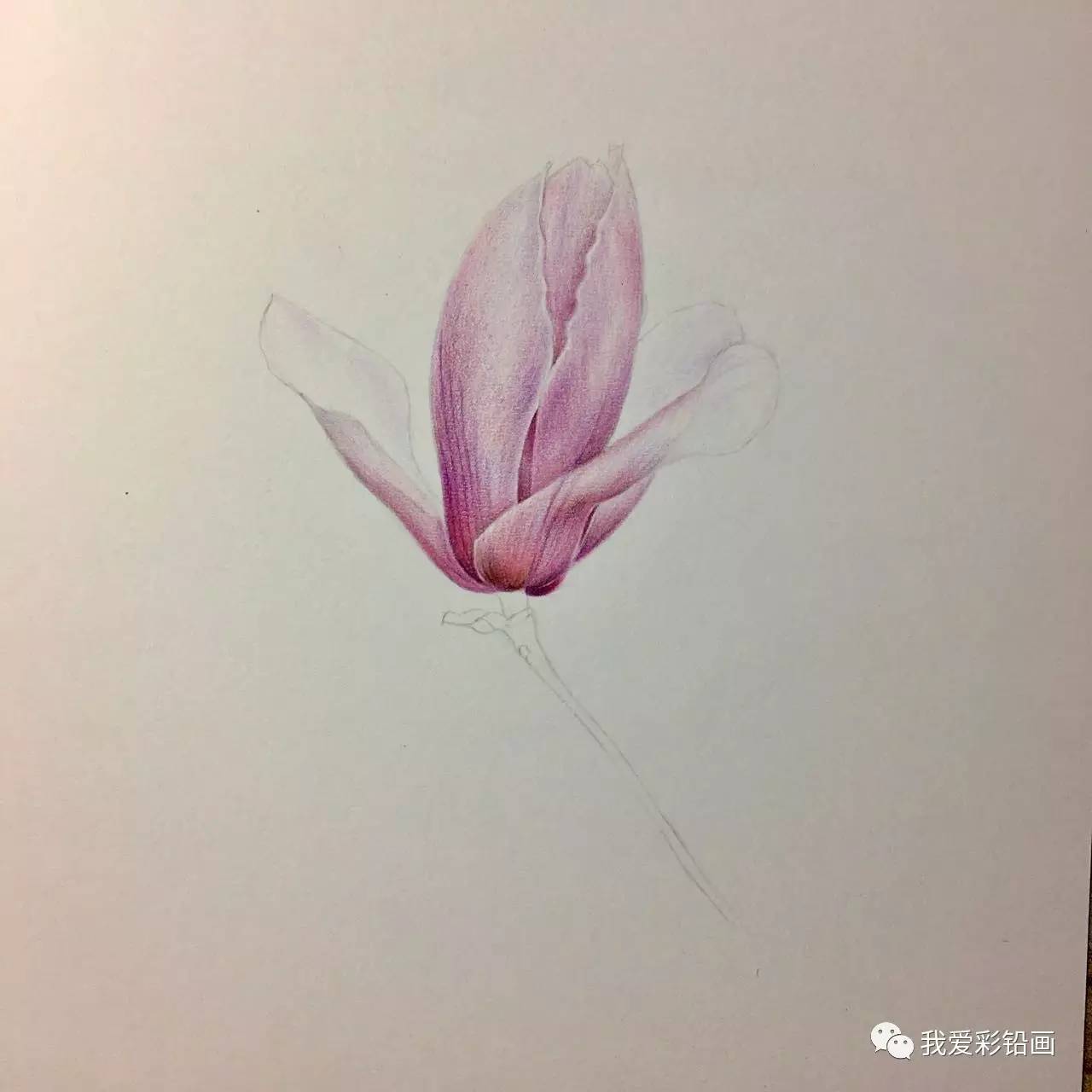 彩铅画美美的玉兰花