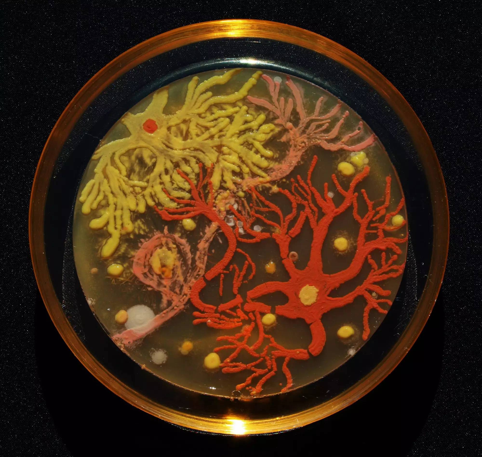 微生物绘画作品图片