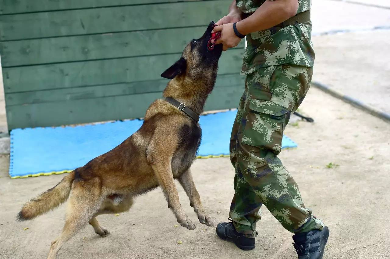 如何征服一只警犬(训练狗狗的必杀技)