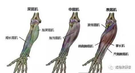 小臂肌肉解剖图谱图片