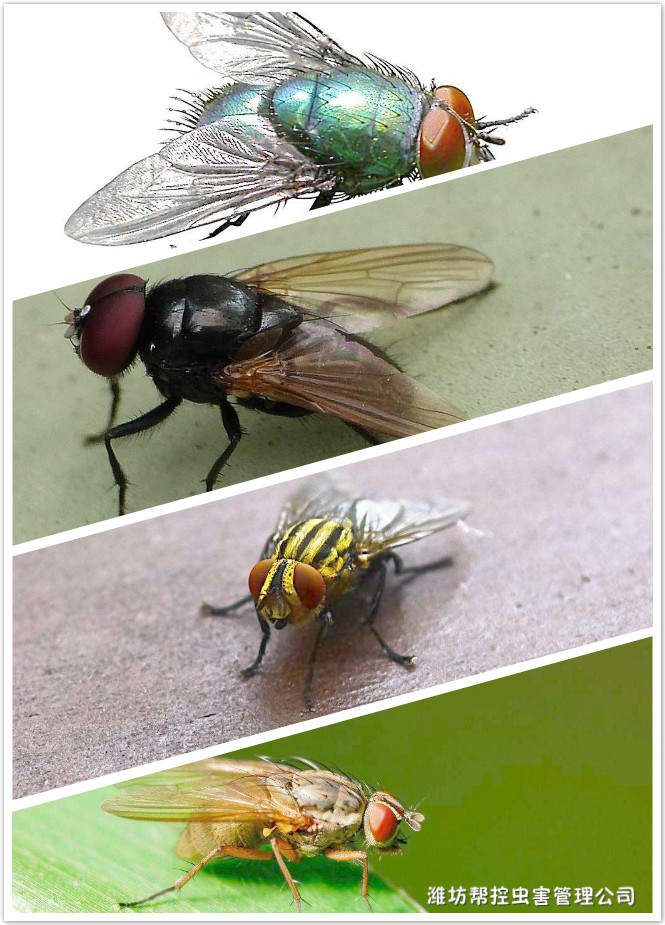 苍蝇生物特性及危害