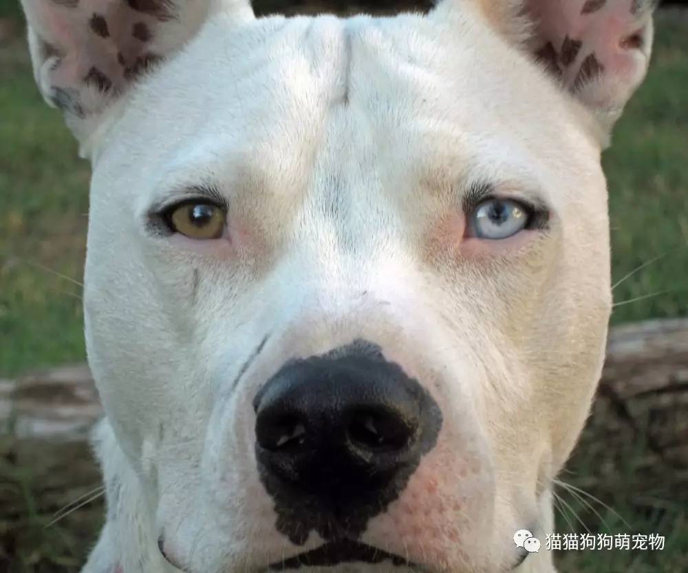 这些狗狗的眼睛拥有不同的颜色你觉得哪只最漂亮呢