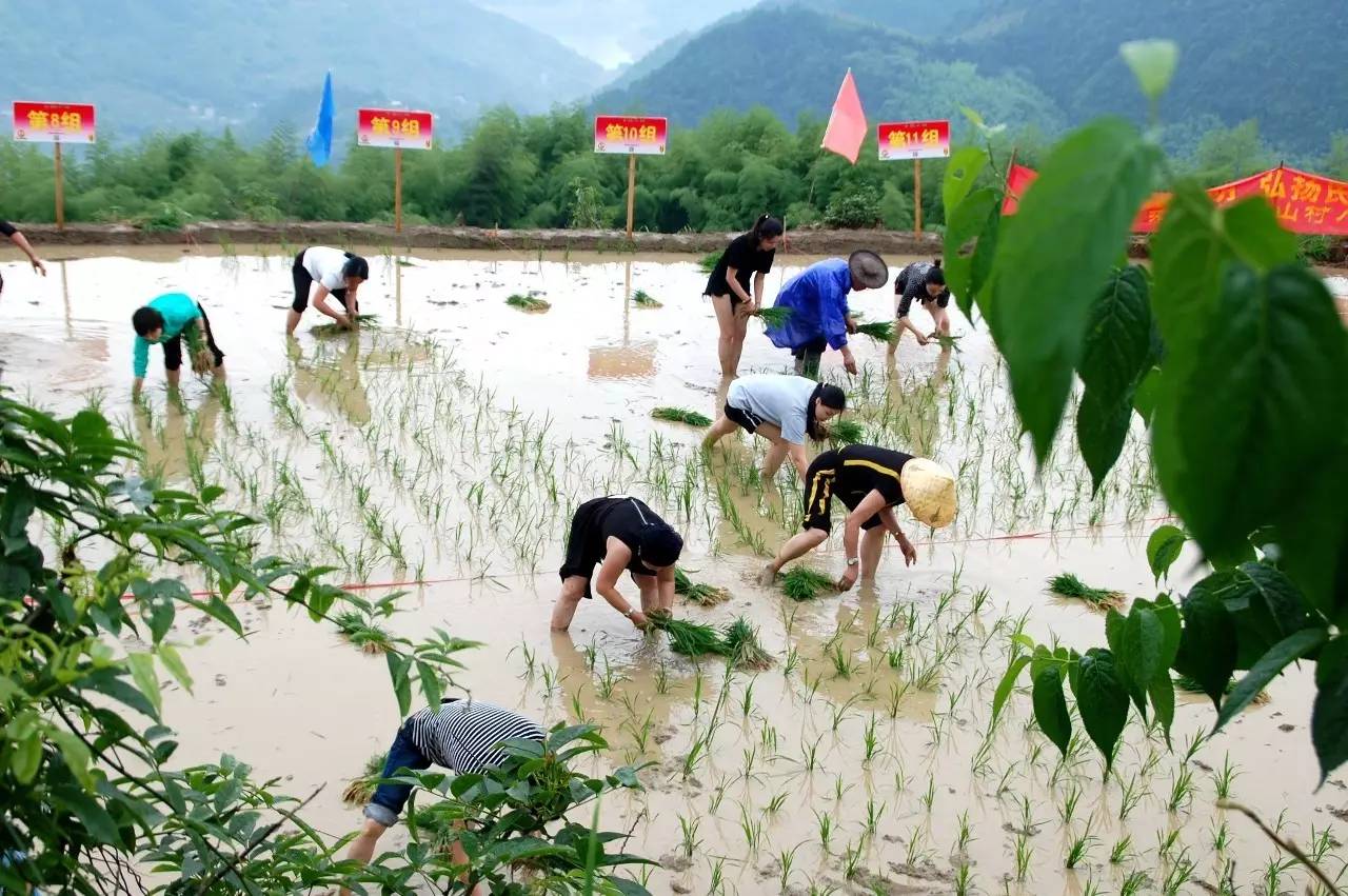 今天,泽雅屿山首届插秧节,真热闹