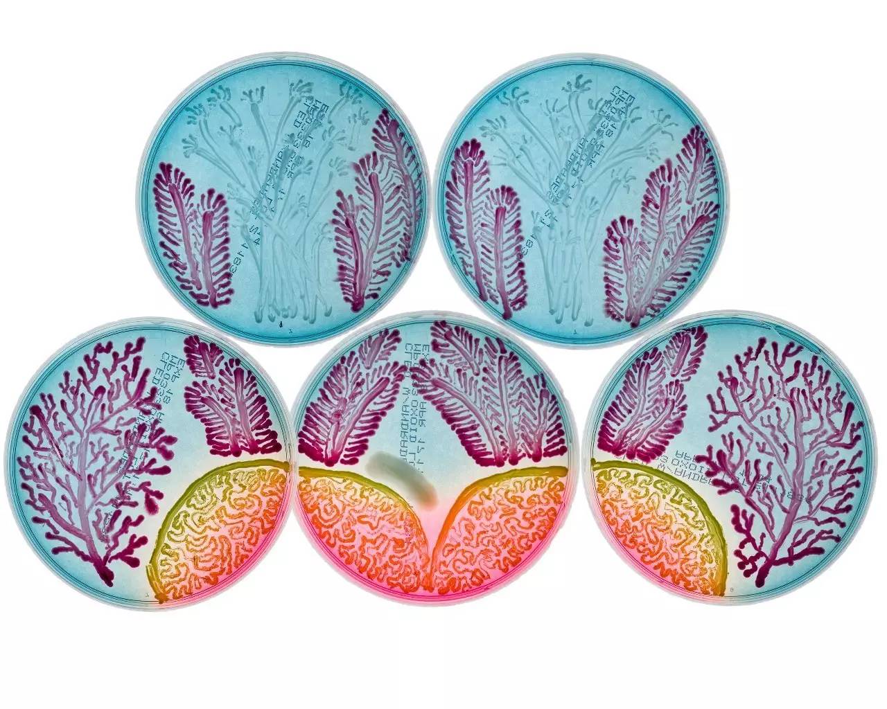 这些好看的培养皿,原来是细菌作的画