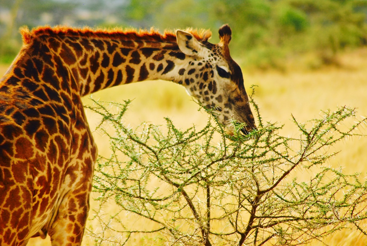 非洲塞伦盖蒂草原与长颈鹿同行