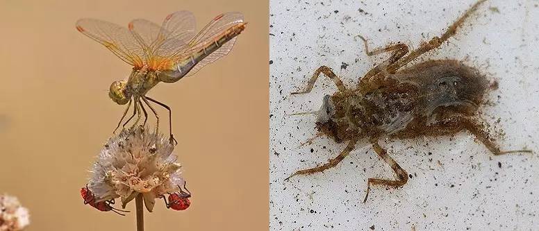 像其他蜻蜓一样,虾黄赤蜻是不完全变态昆虫,幼体和成体之间没有蛹作为