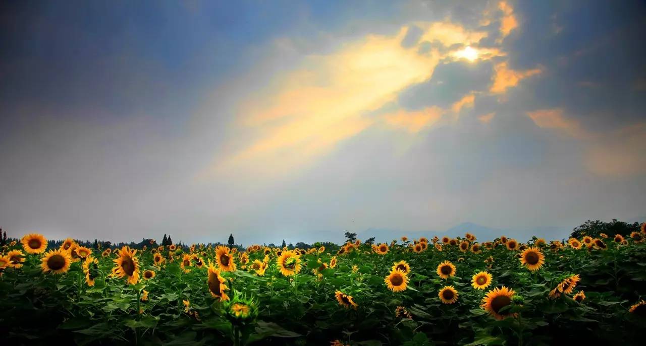 在什邡 夏季可以去渔江村看葵花