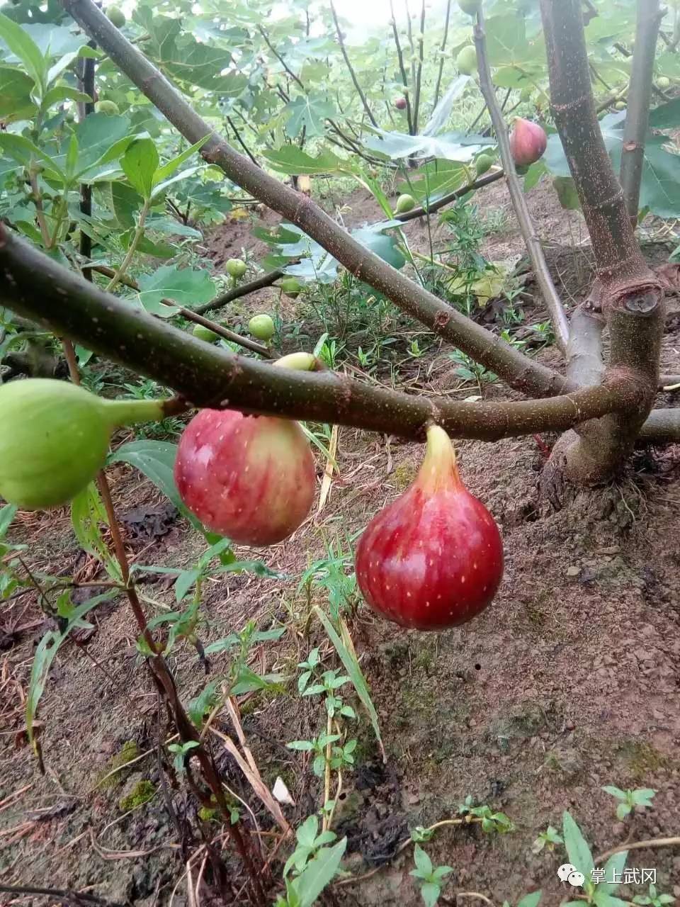 武岡一年薪10萬工程師回村種無花果 年入百萬?誰認識?