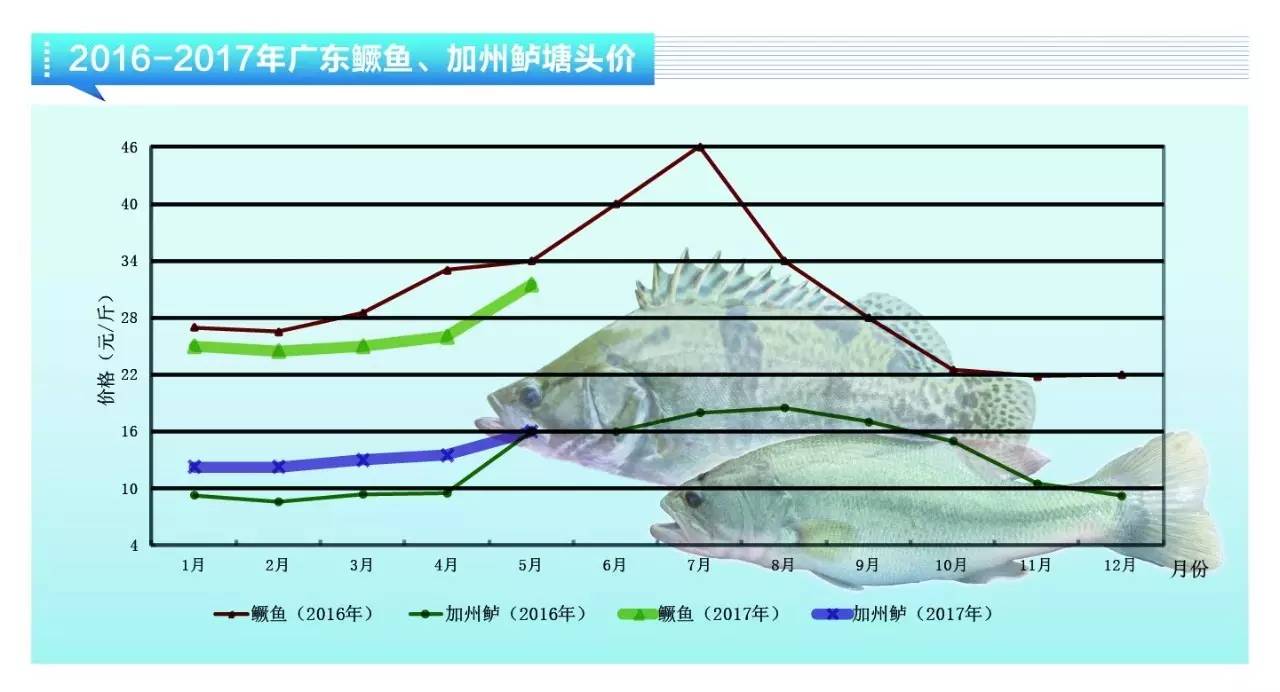 加州鱸:價格大漲 未來行情仍可期進入5月,迎來史上最嚴最長禁漁期,各