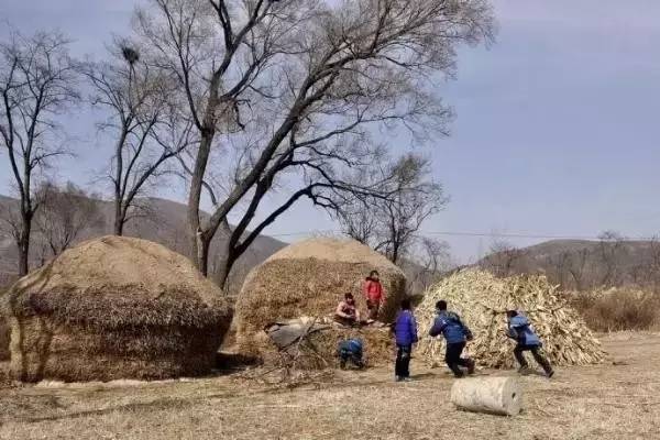 小时候农村收麦子的场景