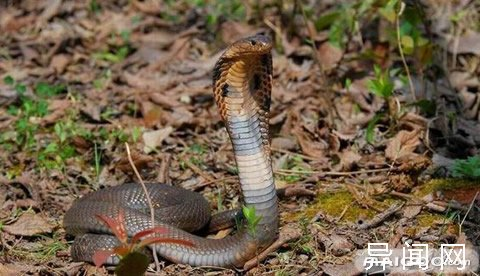 中国十大毒蛇:舟山眼镜蛇