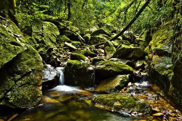 古田山原始森林浮蓋山仙霞關烏石山九龍湖七里鄉小南海西區大草原鹿鳴