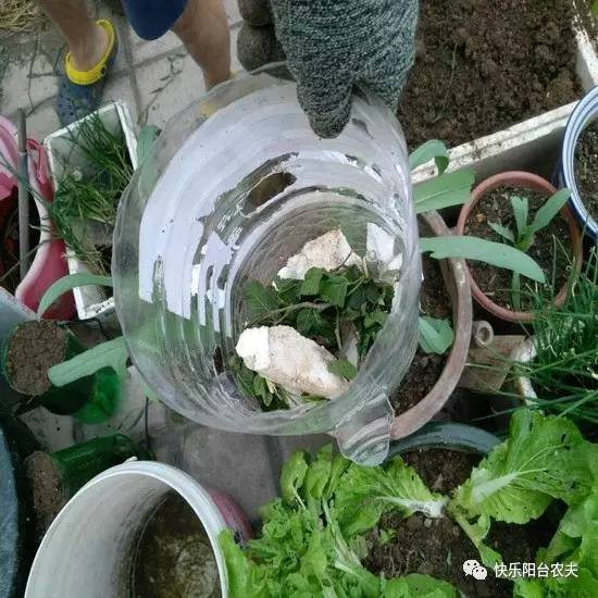 塑料油桶种菜图片
