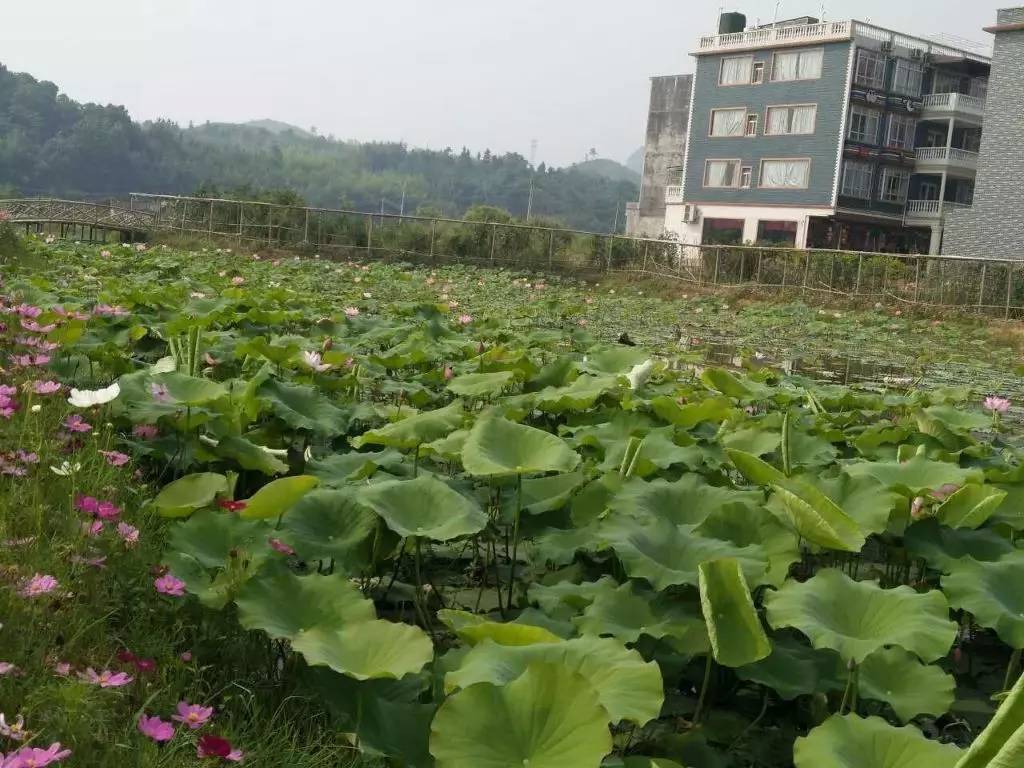 仁化最美乡村|丹霞山青湖塘村