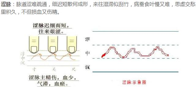 涩脉散脉弱脉濡脉牢脉芤脉结脉疾脉缓脉滑脉洪脉革