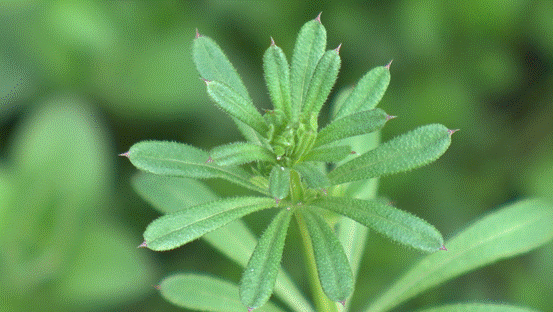 因此也是当地非常好的一种应季野菜,每年春季,是当地制作麦芽圆子的