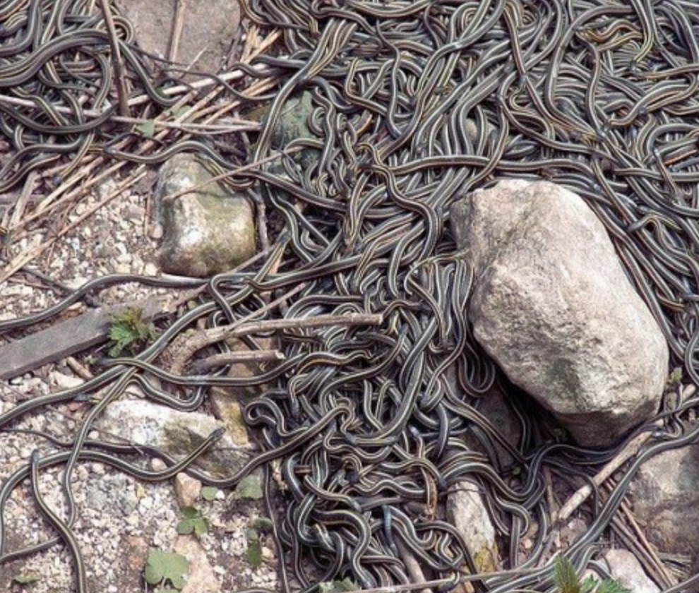 木鱼湖公园蛇群图片