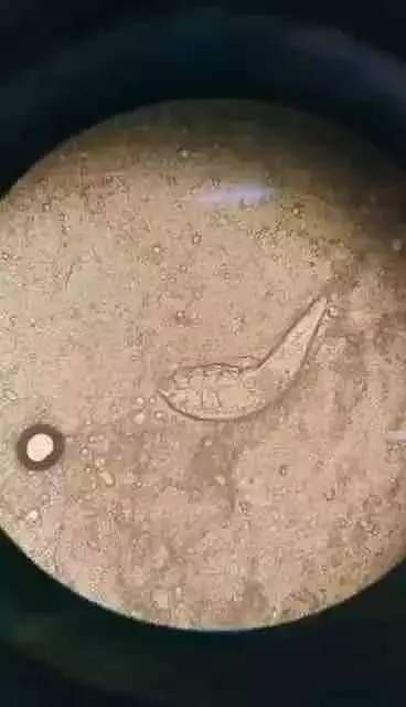 眼虫在显微镜下的图片图片