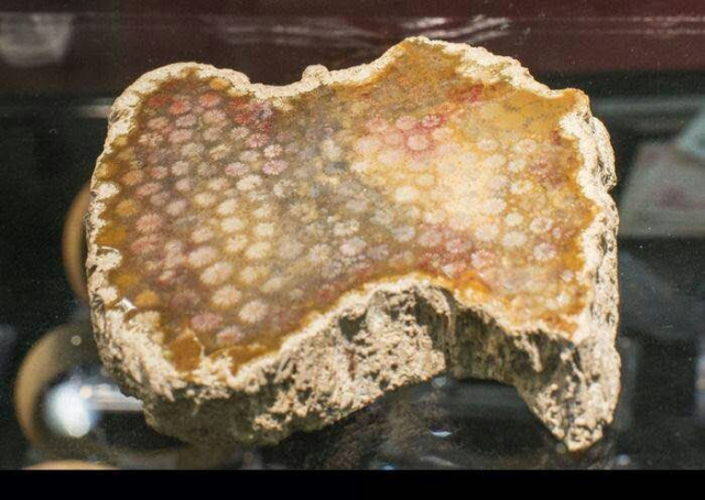珊瑚玉泡水惨状图片