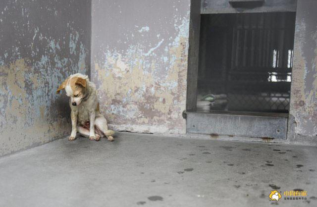 狗图丧家之犬图片图片