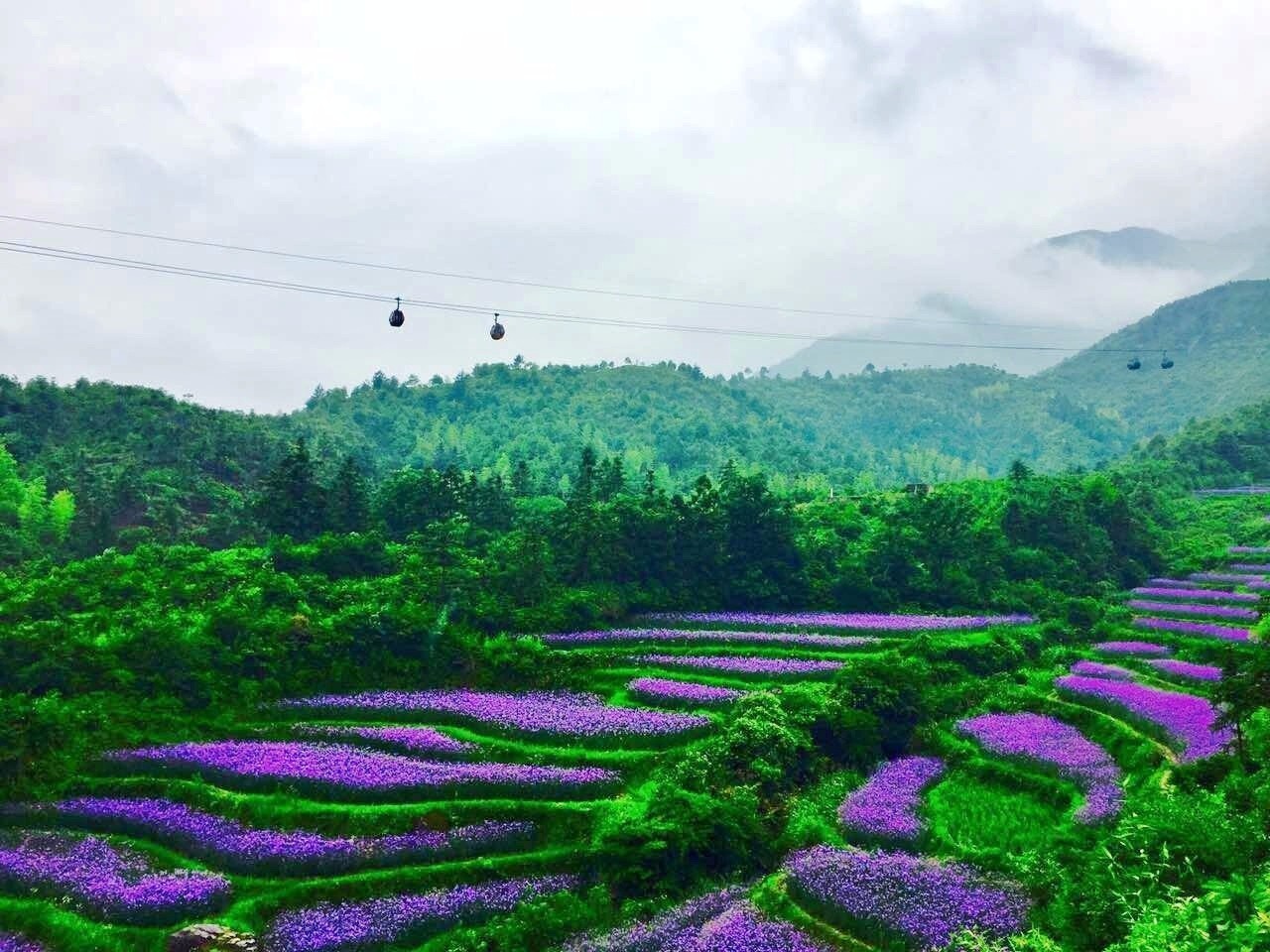 灵山梯田花海花开正艳,这个夏天就要这么美