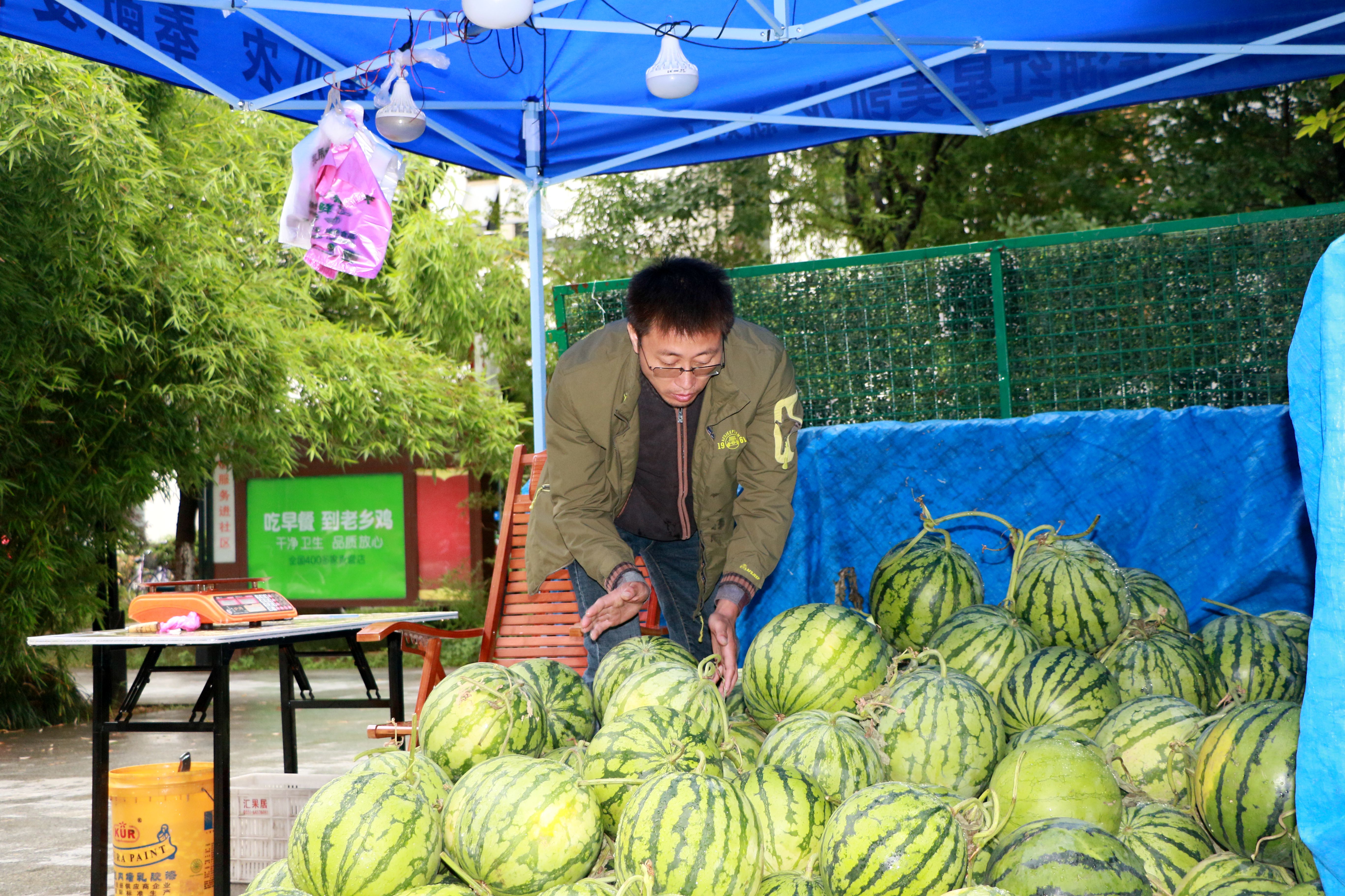 城管部門提醒各位瓜農,售賣西瓜必須進入城管指定