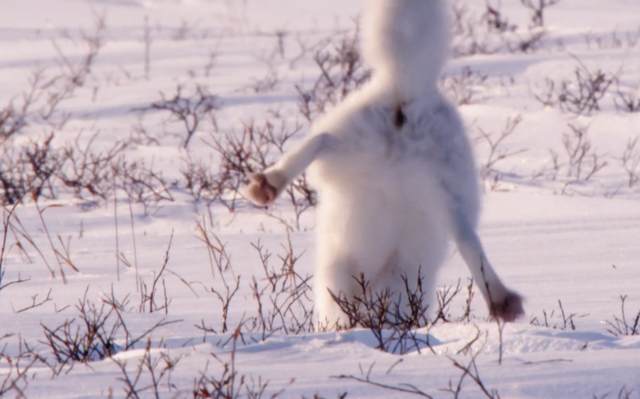 小北极狐花式倒插葱捕猎旅鼠,场面一度很搞笑