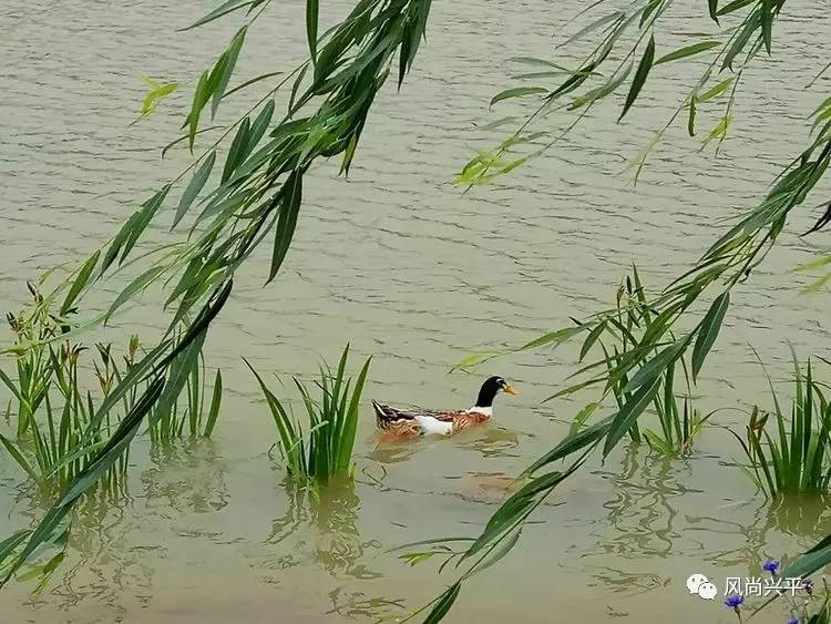 湖水耀金的动物图片