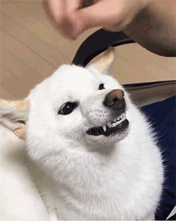 白狗表情包图片