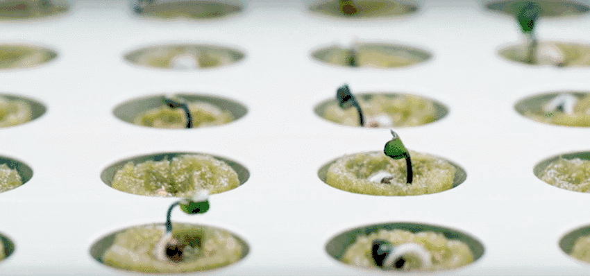 植物的初期生长过程其次,种子发芽后,则将塞子移植到krydda系列的花盆