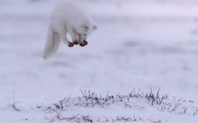 小北极狐花式倒插葱捕猎旅鼠,场面一度很搞笑
